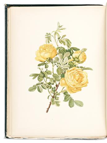 (BOTANICAL.) Ellen Willmott; and Alfred Parsons. The Genus Rosa.